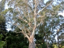 christchurch (15)